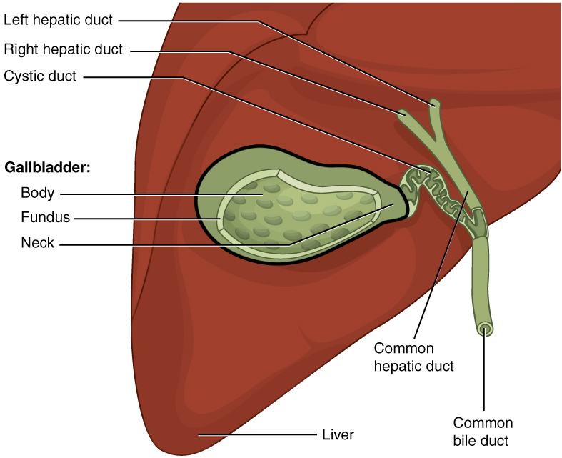 Illustration showing the gallbladder and gallstones
